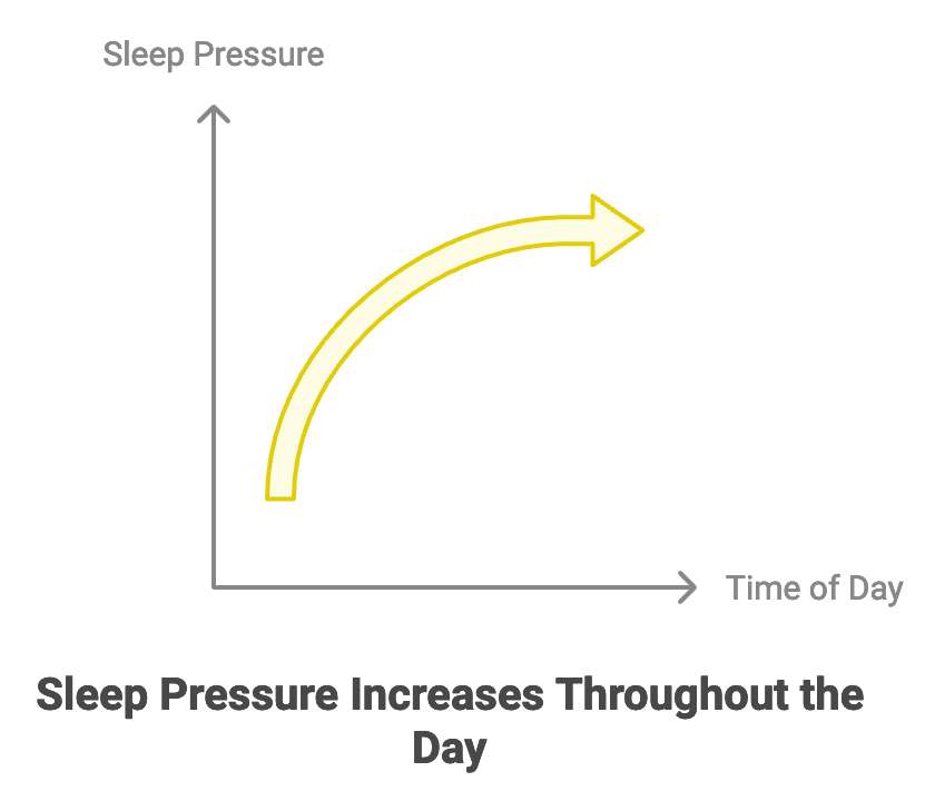 The Sleep Pressure Cycle