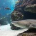 The Mystery Unveiled: Do Fish Sleep? 20 Do Fish Sleep